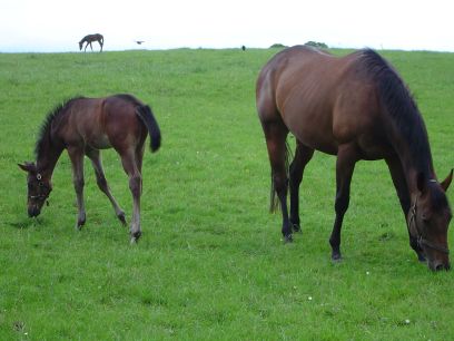 National Studs de Kildare